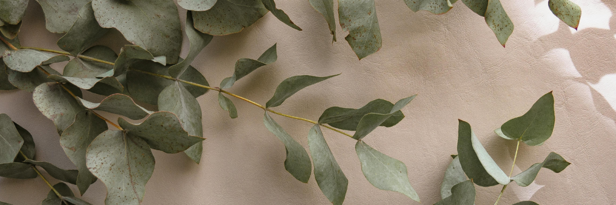 eucalyptus leaves (1)